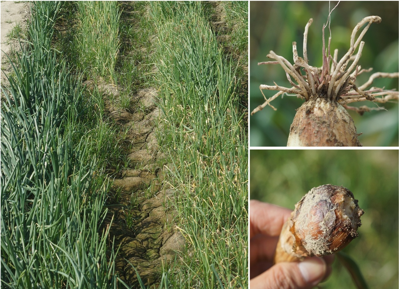 Soilborne disease research photo