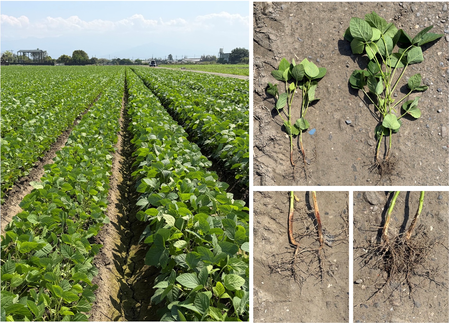 Soybean continuous cropping research photo